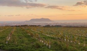 View over de Montille's Hokkaido vineyard