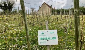 A Tressalier vineyard in St-Pourçain