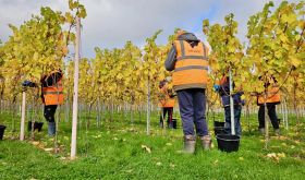 Vineworks harvest 2024