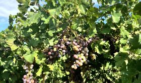 Criolla grapes in Tupungato, Argentina