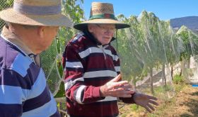 John Ellis and Richard Smart at Hanging Rock vineyard