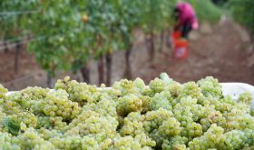 Just harvested Chardonnay grapes in Oregon's Willamette Valley (Allison Wallace)