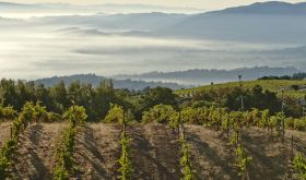 Ridge Monte Bello vineyard