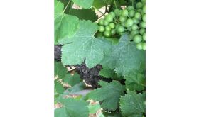 'Roland Alauze's aramon gobelet'