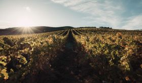 Blank Canvas vineyard March 2025