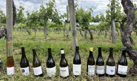 favourite Godello wines from Valdeorras - bottle line-up in vineyard