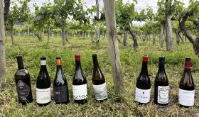 favourite Valdeorras reds – bottle line-up in a vineyard