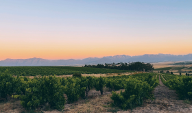 A South African vineyard at sunset. photo author's own