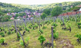 bonsai Kadarka vines in Szekszárd - Takler Wines