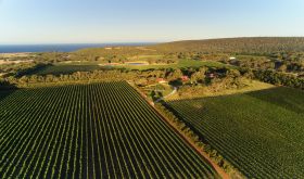 Cherubino Willows Vineyard