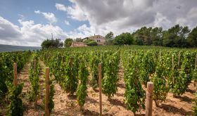 Forcada vines at Finca Mas Palau in Penedès