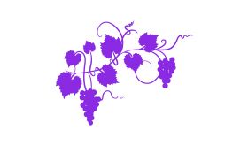 purple grapes on a white background. Image by diane555 via iStock.