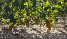 Daria Antonenko WWC25 image