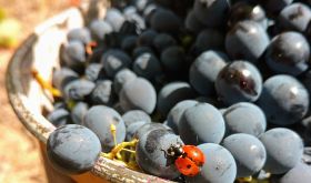 courtesy of Juliana Kelman from Kelman Family Vineyards in the Dão region