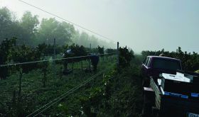 Maryna Revkova WWC25 photo