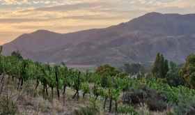 A vineyard in Robertson, South Africa