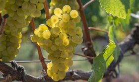 Telti-Kuruk photo, Credit: Wines of Ukraine