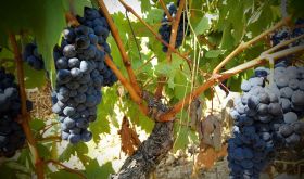 "Tempranillo vine in the Muga vineyards in Haro, La Rioja, 2018"