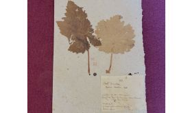 Caption: Beli Graschaz from the Sremski Karlovci herbarium