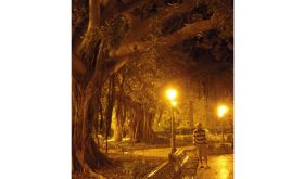 Caption: Ficus Trees in Siracusa, Sicily. author's own photo