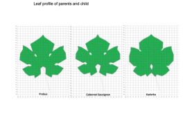 image of a Probus leaf alongside Cabernet Sauvignon and Kadarka leaves