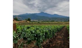Nerello Mascalese Vineyards