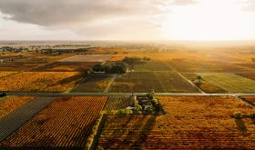 aerial view of Coonawarra vineyards in autumn