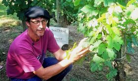 Eric Fitan pointing out one of the two Tardif vines in Pédebernade