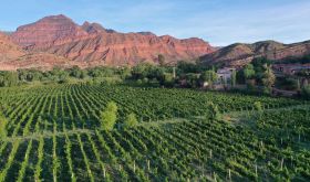 Yokich's vine nursery in the Cinti Valley