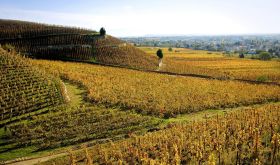 Hilly vineyards of Crozes-Hermitage in autumn