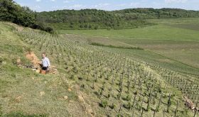 Károly Barta among the younger vines of the Öreg-Király vineyard