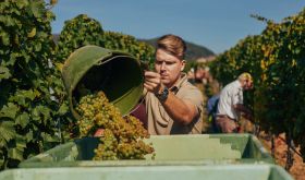 Valentin Rebholz harvesting Weissburgunder