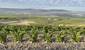 terraced bush-vine Grenache in WeatherEye vineyard