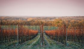 Westwell Wines vineyard in autumn