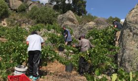 Arribas do Douro vineyard