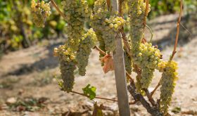 Viognier grapes in Condrieu © Bernard Favre