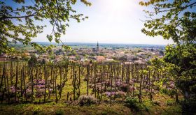 Cornas view © Bernard Favre