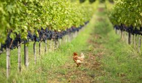 hen among ripe grapes in the Helichrysum vineyard
