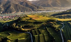 Grüner Veltliner in Kollmütz