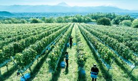 Suntory Tomi no Oka Winery