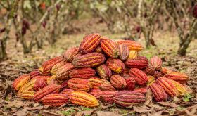 cacao in the wild