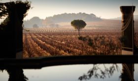 Ch de Beaucastel vineyards in winter