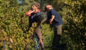 Hervesters in the vineyard at Domaine Richaud in Cairanne