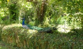 Mercouri peacock