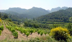 Old-vine Clairette at Château de St-Cosme