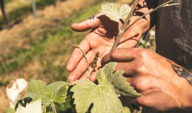 flowering Pinot Meunier vine