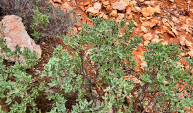 Wild sage in the rocky soils of Cabardès