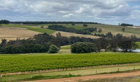 Vineyard landscape at West Cape Howe in the Great Southern region