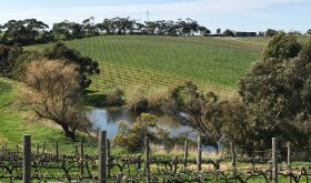 The Chase vineyard of Ministry of Clouds 