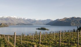 Rippon vineyard